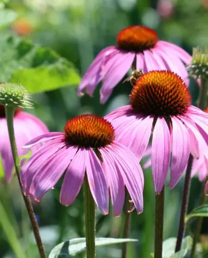 [FL2482A] WCS Flowers - Echinacea Coneflowers Purple