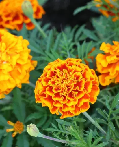 [FL2918A] WCS Flowers - French Marigold Sparky Mix