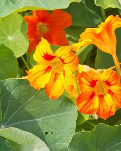 [FL2996A] WCS Flowers - Nasturtiums Glorious Gleam