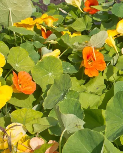 [FL2999A] WCS Flowers - Nasturtiums Jewel Mix