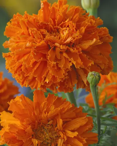 [FL4022A] WCS Flowers- Marigolds Kees' Orange