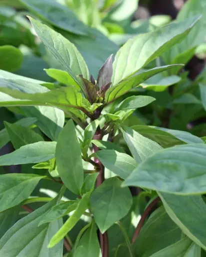 [HR1018A] WCS Herbs - Basil Siam Queen