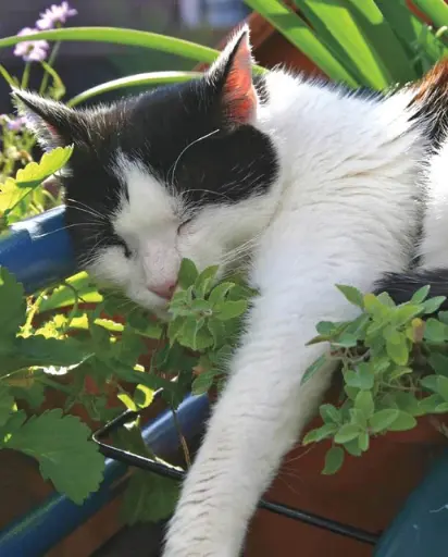 [HR1049A] WCS Herbs - Catnip