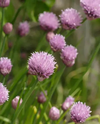 [HR1065A] WCS Herbs - Chives