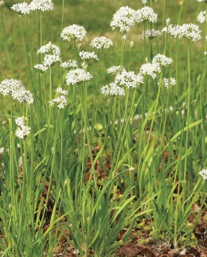 [HR1070A] WCS Herbs - Chives Garlic