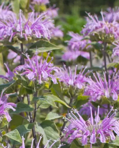[HR1076A] WCS Herbs - Wild Bergamot