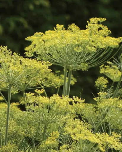 [HR1077A] WCS Herbs - Dill Dukat