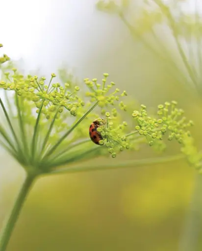 [HR1085A] WCS Herbs - Dill Long Island Mammoth
