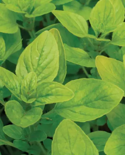 [HR1105A] WCS Herbs - Sweet Marjoram