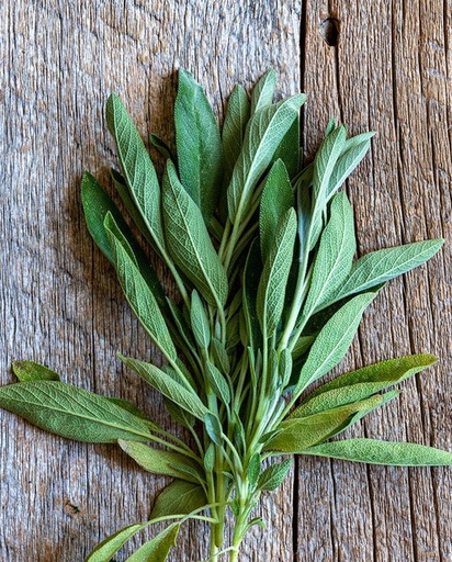 [HR1132A] WCS Herbs - Sage Ceres Certified Organic