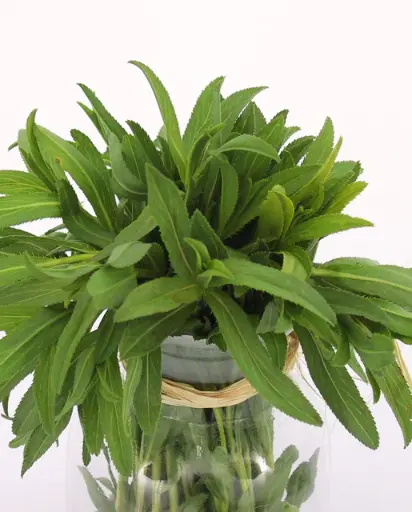 [HR1184A] WCS Herbs - Tarragon Mexican Certified Organic