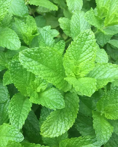 [HR1185A] WCS Herbs - Spearmint