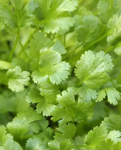 [HR1191A] WCS Herbs - Calypso Cilantro