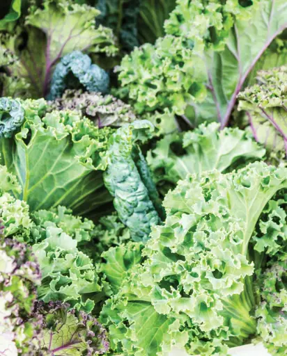 [KL419A] WCS Kale - Summer Kale blend
