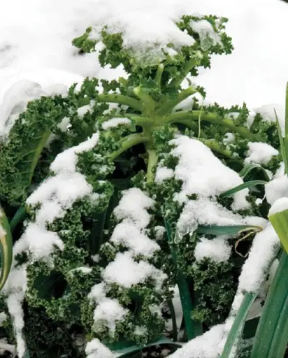 [KL420A] WCS Kale - Winter Blend