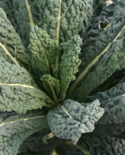 [KL436A] WCS Kale - Black Magic Certified Organic