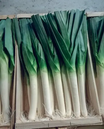 [LK442A] WCS Leeks - Biker