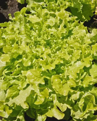 [LT460A] WCS Lettuce - Salad Bowl - Green