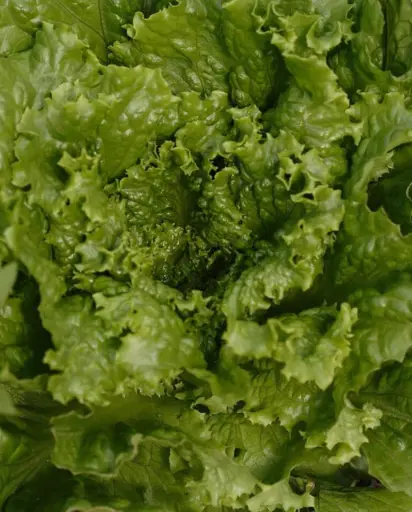 [LT464A] WCS Lettuce - Tropicana Greenleaf (Pelleted) Certified Organic