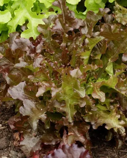 [LT485A] WCS Lettuce - Salad Bowl - Red