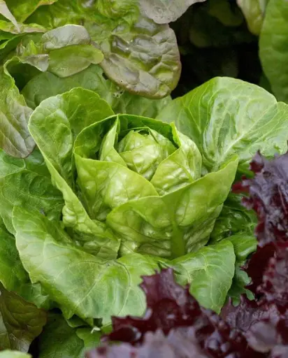 [LT495A] WCS Lettuce - Spretnak Certified Organic