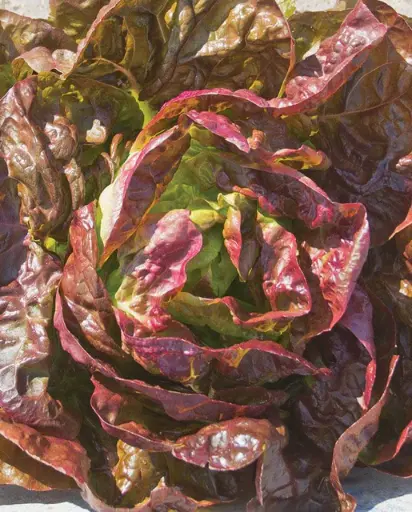 [LT507A] WCS Lettuce - Alkindus (Pelleted) Certified Organic (50 Seeds)