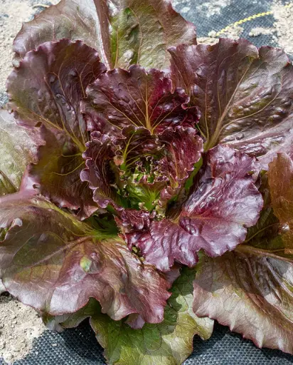 [LT545A] WCS Lettuce - Red Iceberg