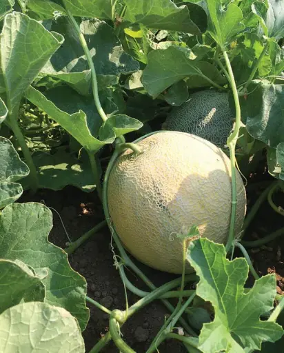 [ML867A] WCS Melon - Cantaloupe Divergent Certified Organic