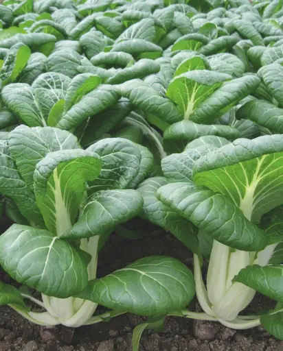 [MU514A] WCS Pac Choi - Bopak Certified Organic