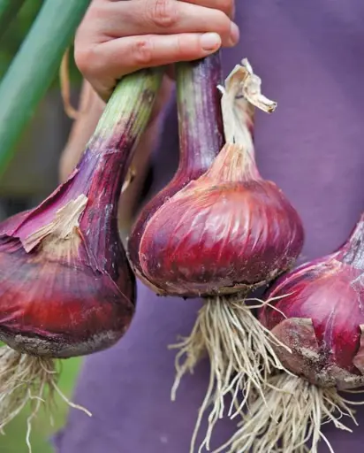 [ON558A] WCS Onions - Redwing