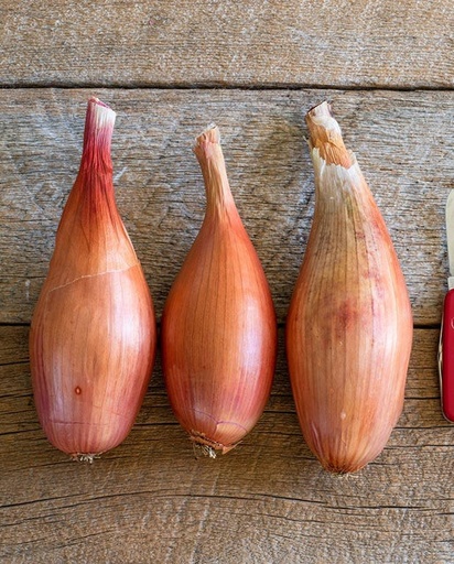 [ON590A] WCS Onion - Shallot Zebrune