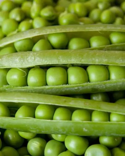 [PE591B] WCS Peas - Alderman (Tall Telephone)