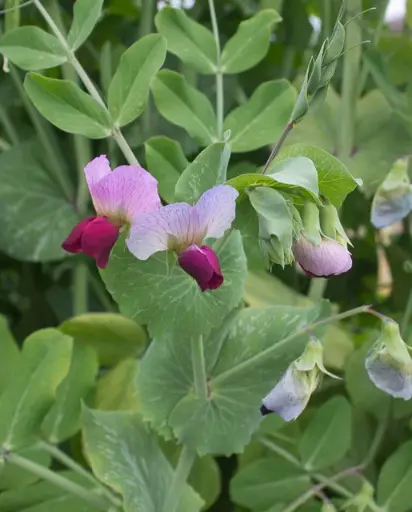 [PE592A] WCS Peas - Dwarf Grey Sugar