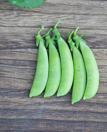 [PE594A] WCS Peas - Sugar Ann Certified Organic