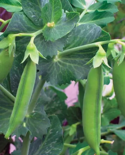 [PE605A] WCS Peas - Little Marvel