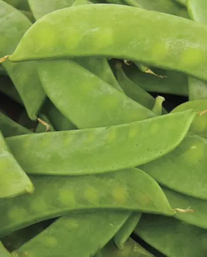 [PE623A] WCS Peas - Mammoth Melting Sugar