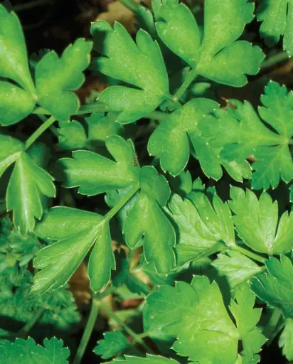 [PL571A] WCS Herbs - Dark Green Italian Plain Parsley