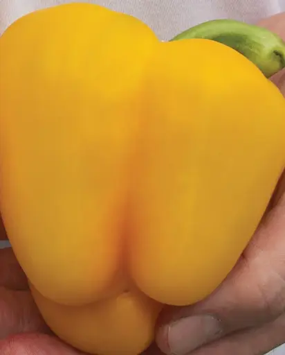 [PP622A] WCS Peppers - Twingo