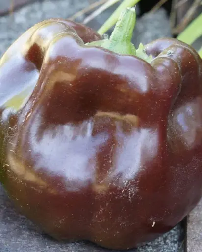 [PP632A] WCS Peppers - Chocolate Beauty