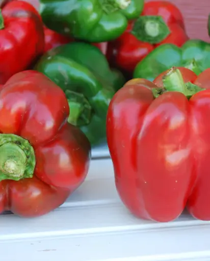 [PP693A] WCS Peppers - King of the North Certified Organic