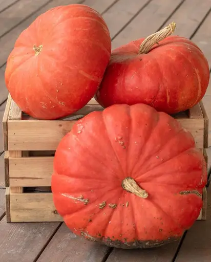 [PU664A] WCS Pumpkins - Rouge Vif d'Etampes