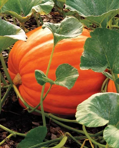[PU669A] WCS Pumpkins - Big Max