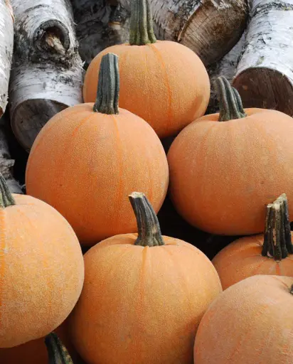 [PU683A] WCS Pumpkins - Winter Luxury Pie Certified Organic