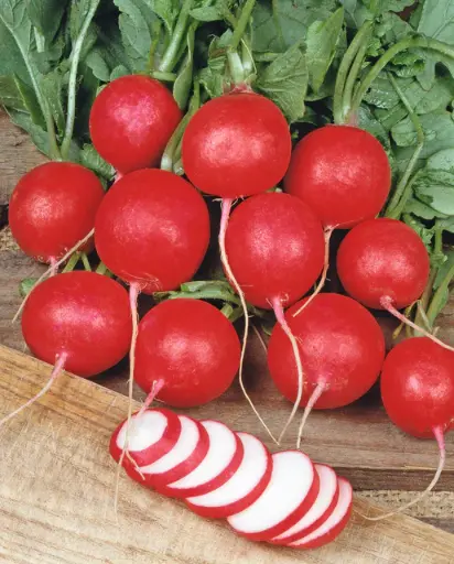[RD665T] WCS Radishes - Cherry Belle Seed Tape