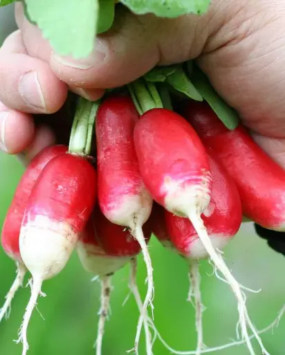 [RD670T] WCS Radishes - French Breakfast Seed Tape