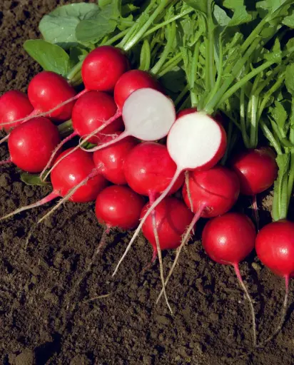 [RD679A] WCS Radishes - Rover