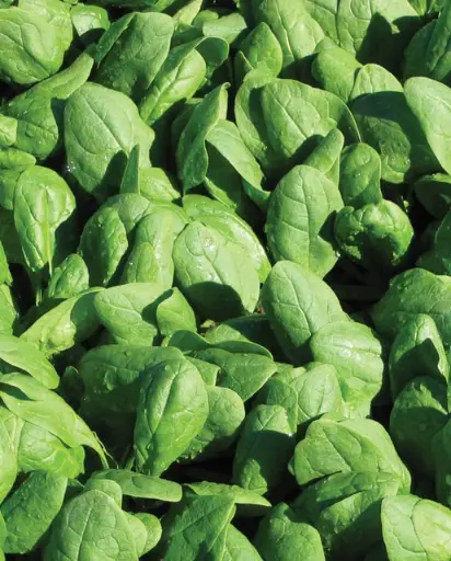 [SP714A] WCS Spinach - Renegade F1 (Coated) Certified Organic
