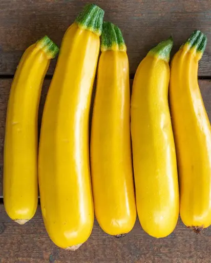 [SQ712A] WCS Squash - Zucchini Goldy Certified Organic