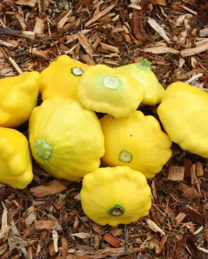 [SQ716A] WCS Squash - Pattypan Sunburst