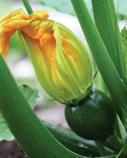 [SQ725A] WCS Squash - Zucchini Eight Ball 